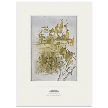 Canoe Birch Botanical Art Print - Birch & Banksia