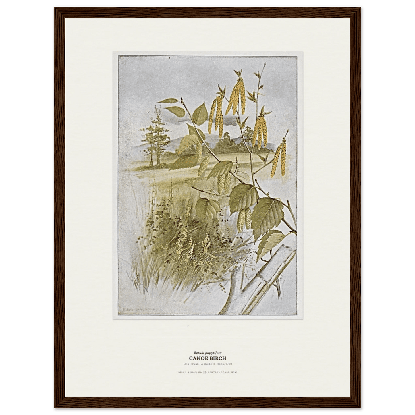 Canoe Birch Botanical Art Print - Birch & Banksia