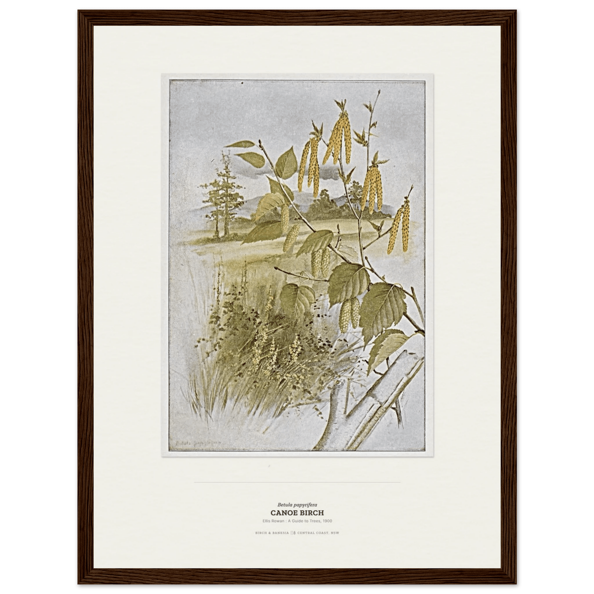 Canoe Birch Botanical Art Print - Birch & Banksia