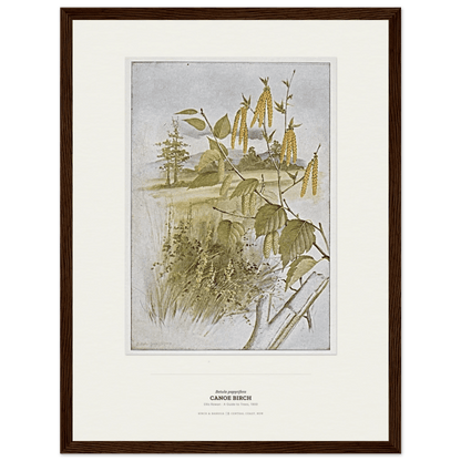 Canoe Birch Botanical Art Print - Birch & Banksia