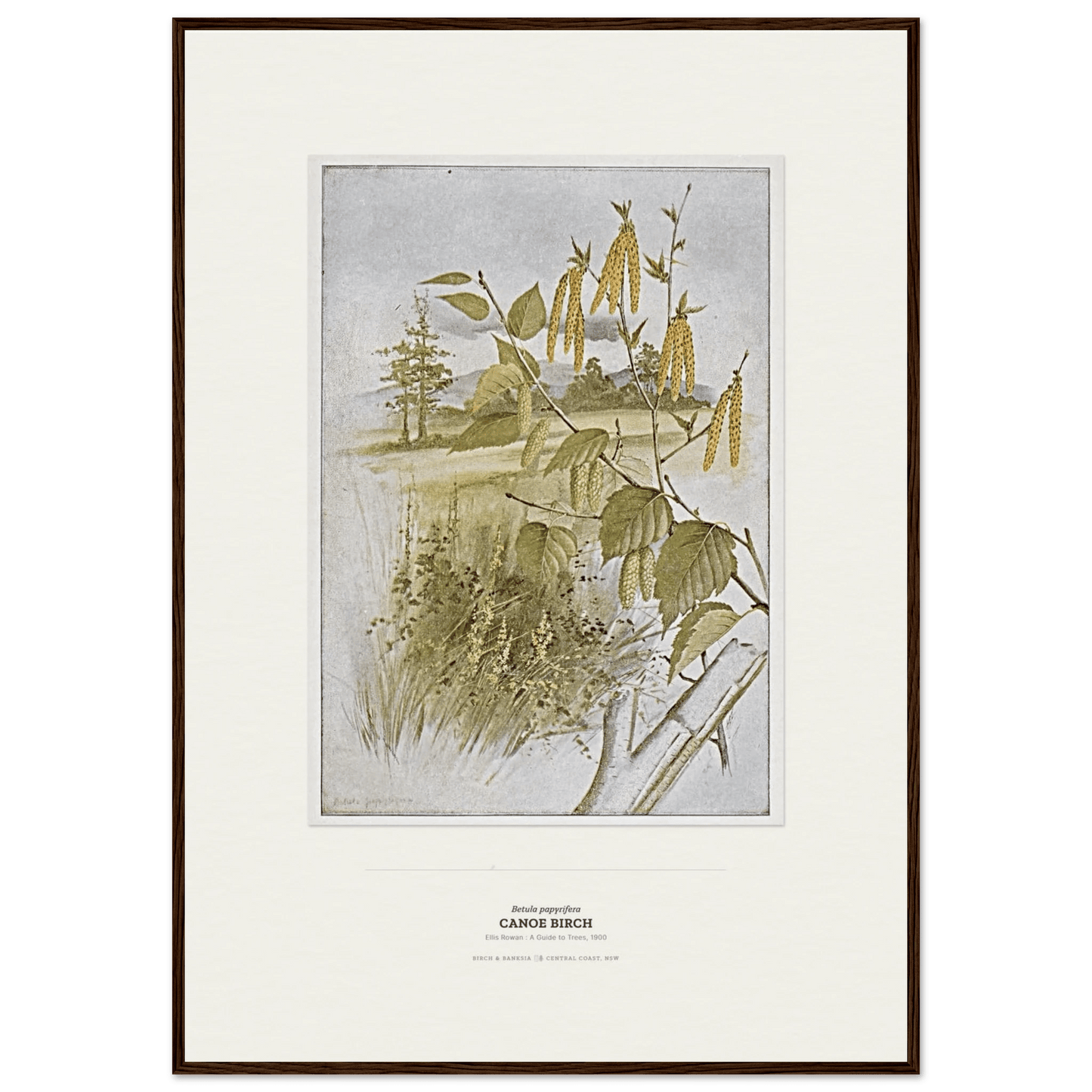 Canoe Birch Botanical Art Print - Birch & Banksia