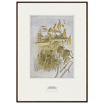Canoe Birch Botanical Art Print - Birch & Banksia
