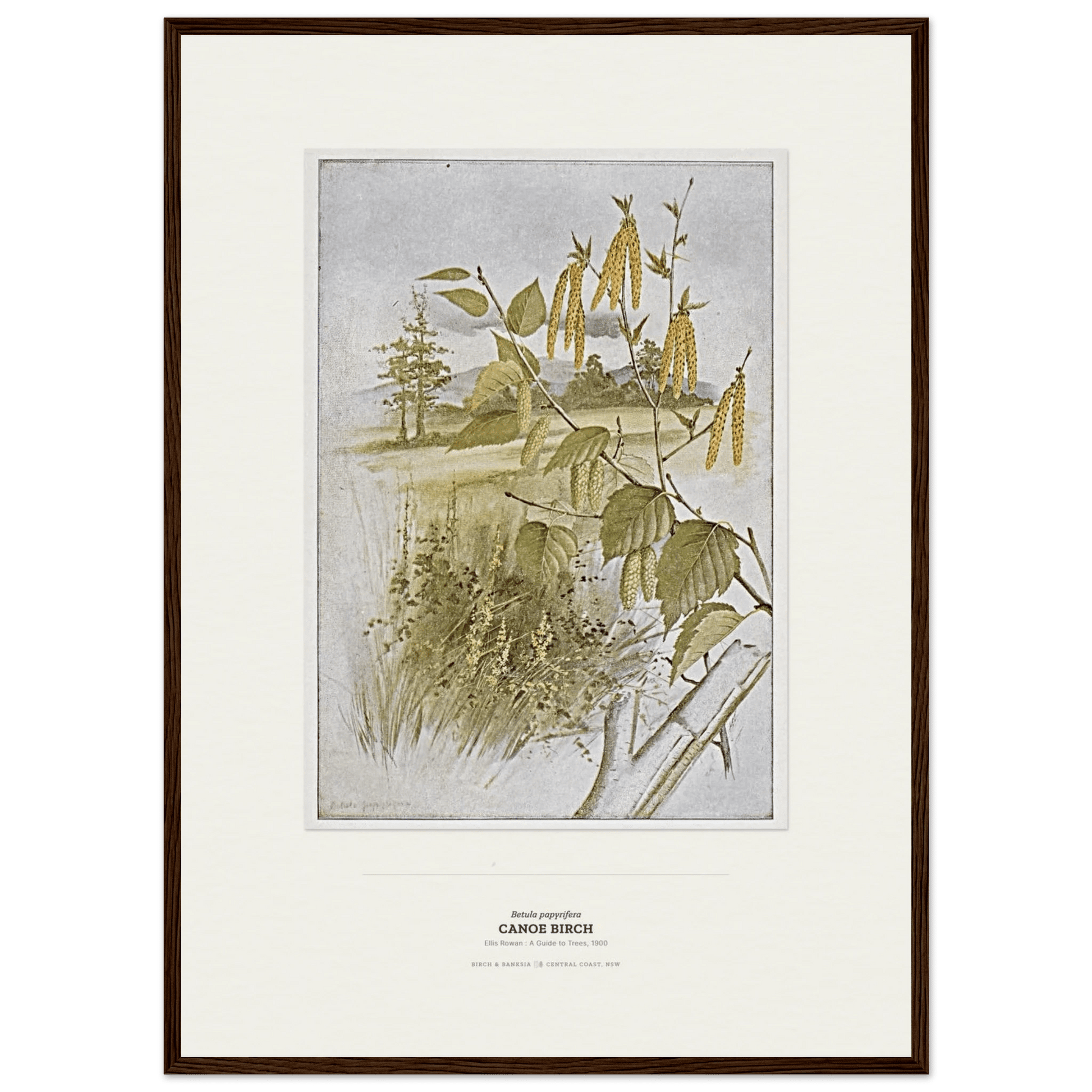 Canoe Birch Botanical Art Print - Birch & Banksia
