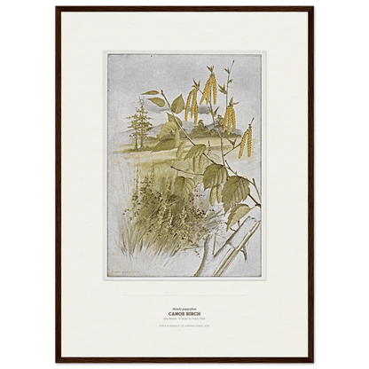 Canoe Birch Botanical Art Print - Birch & Banksia