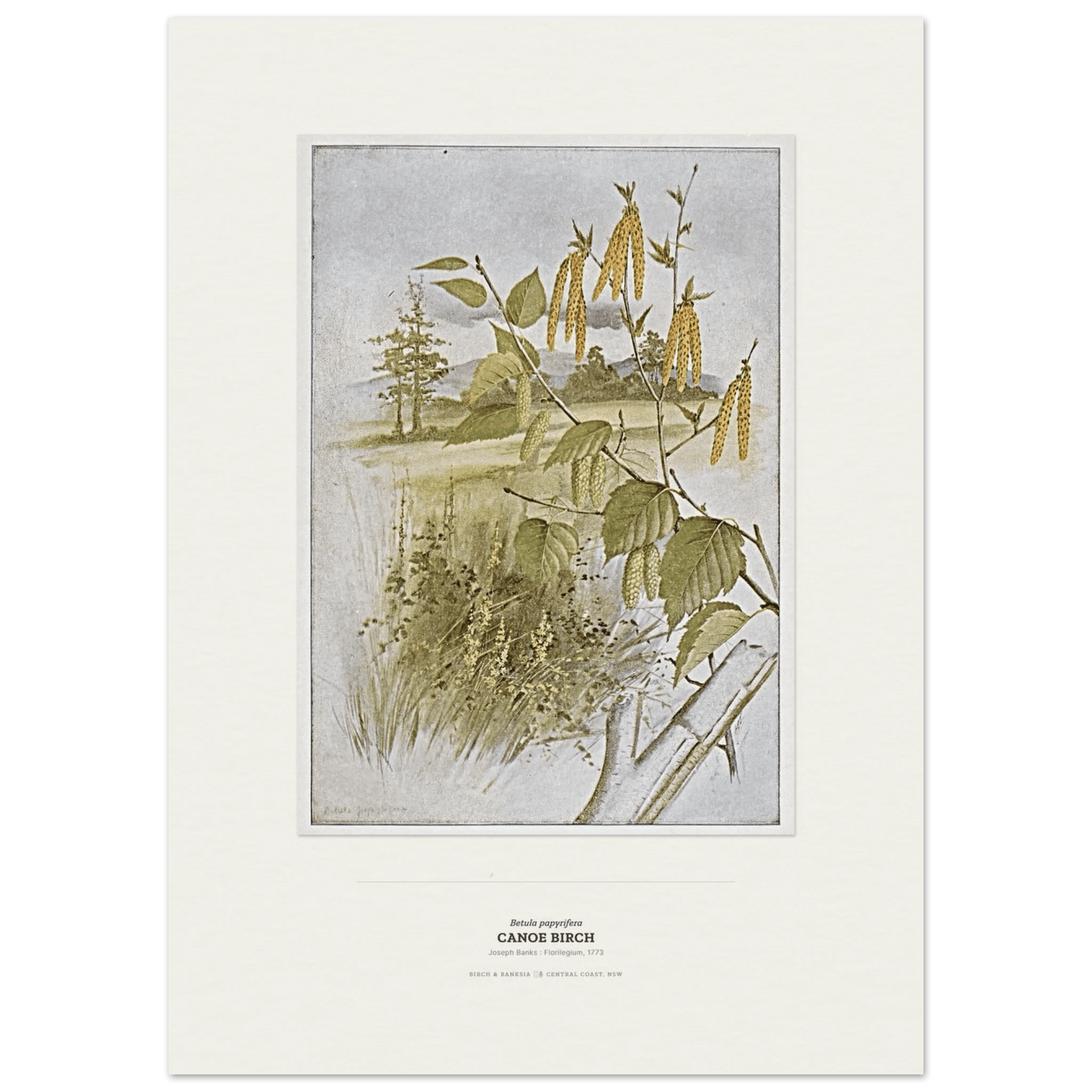 Canoe Birch Botanical Art Print - Birch & Banksia