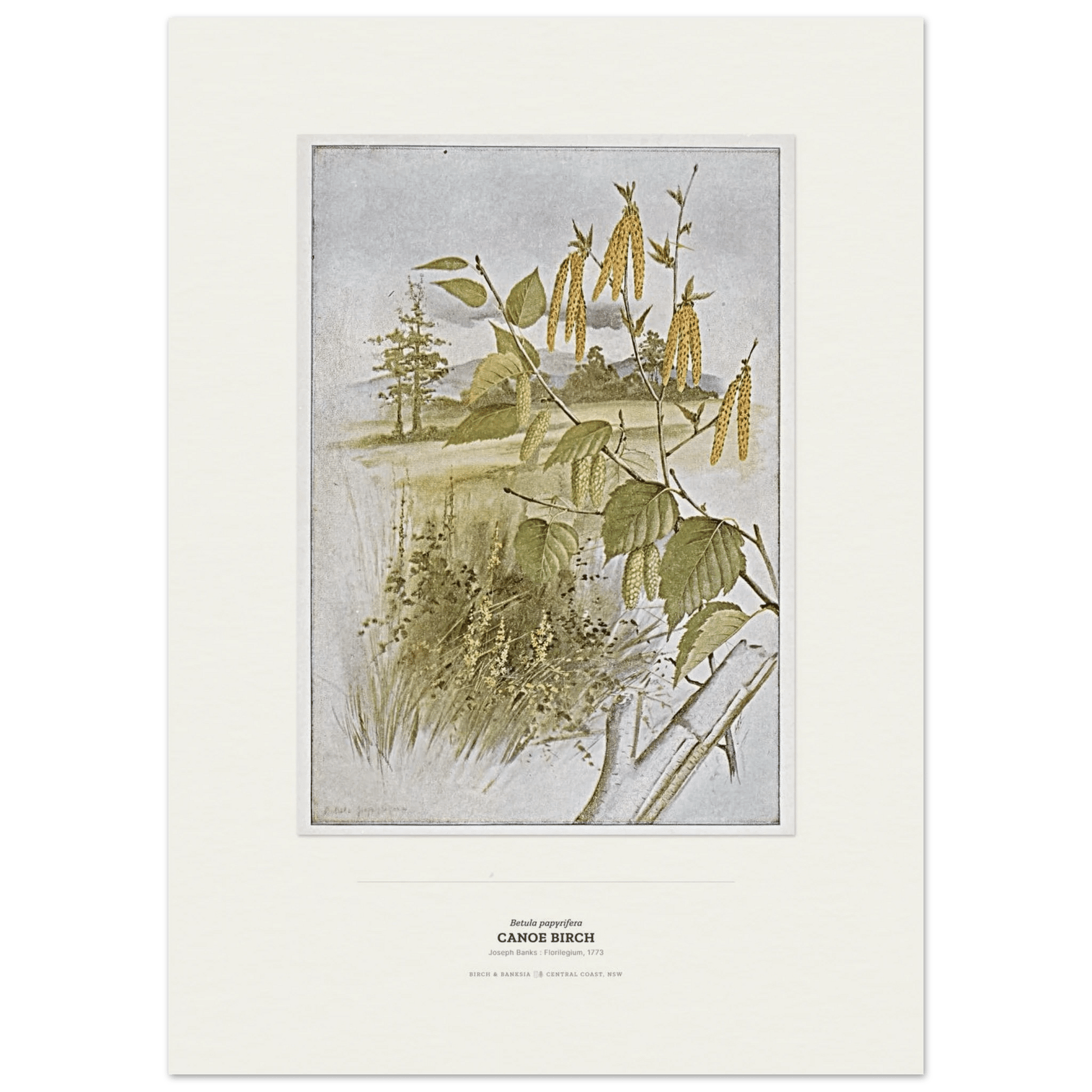 Canoe Birch Botanical Art Print - Birch & Banksia