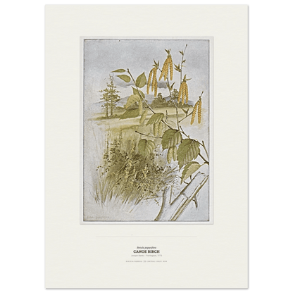 Canoe Birch Botanical Art Print - Birch & Banksia