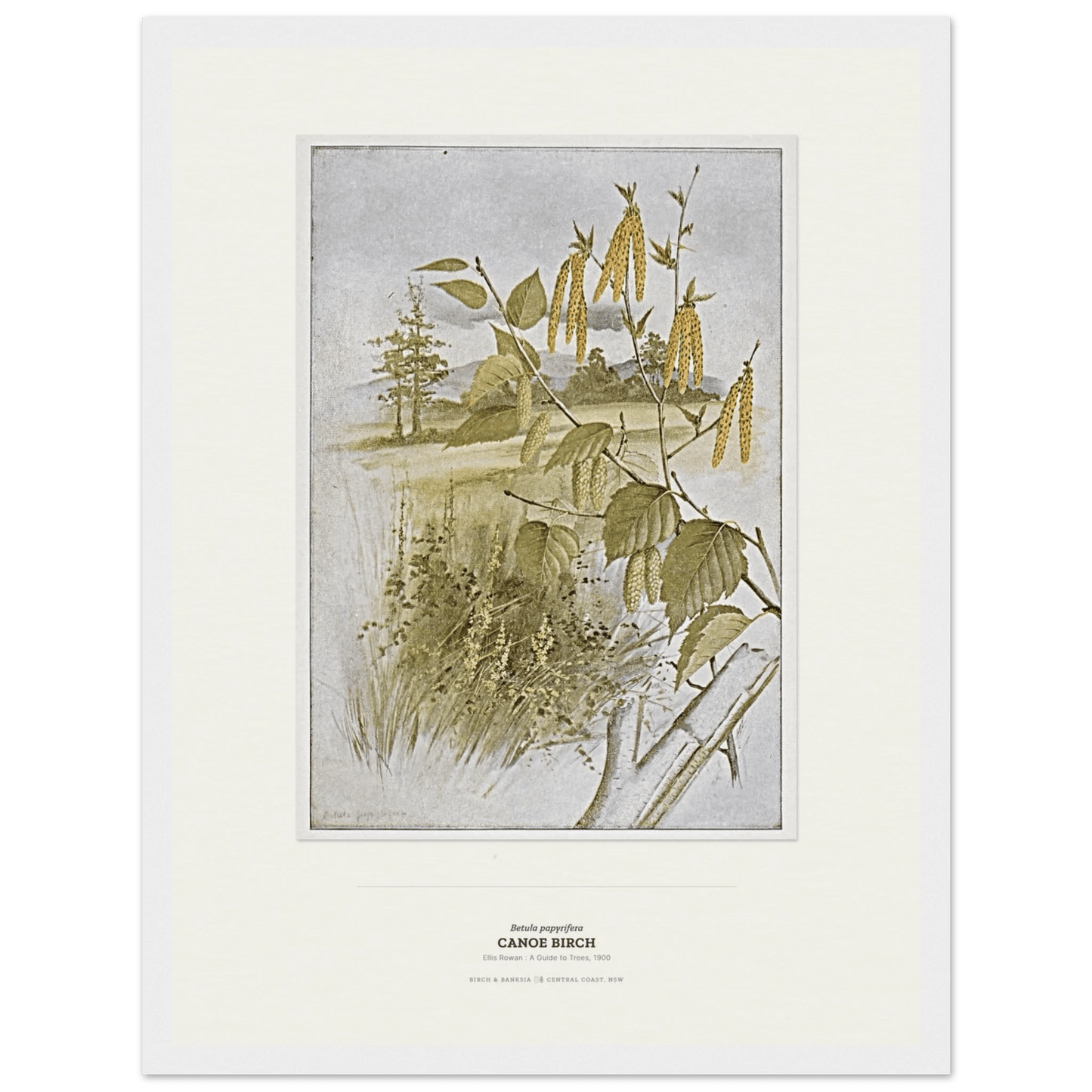 Canoe Birch Botanical Art Print - Birch & Banksia