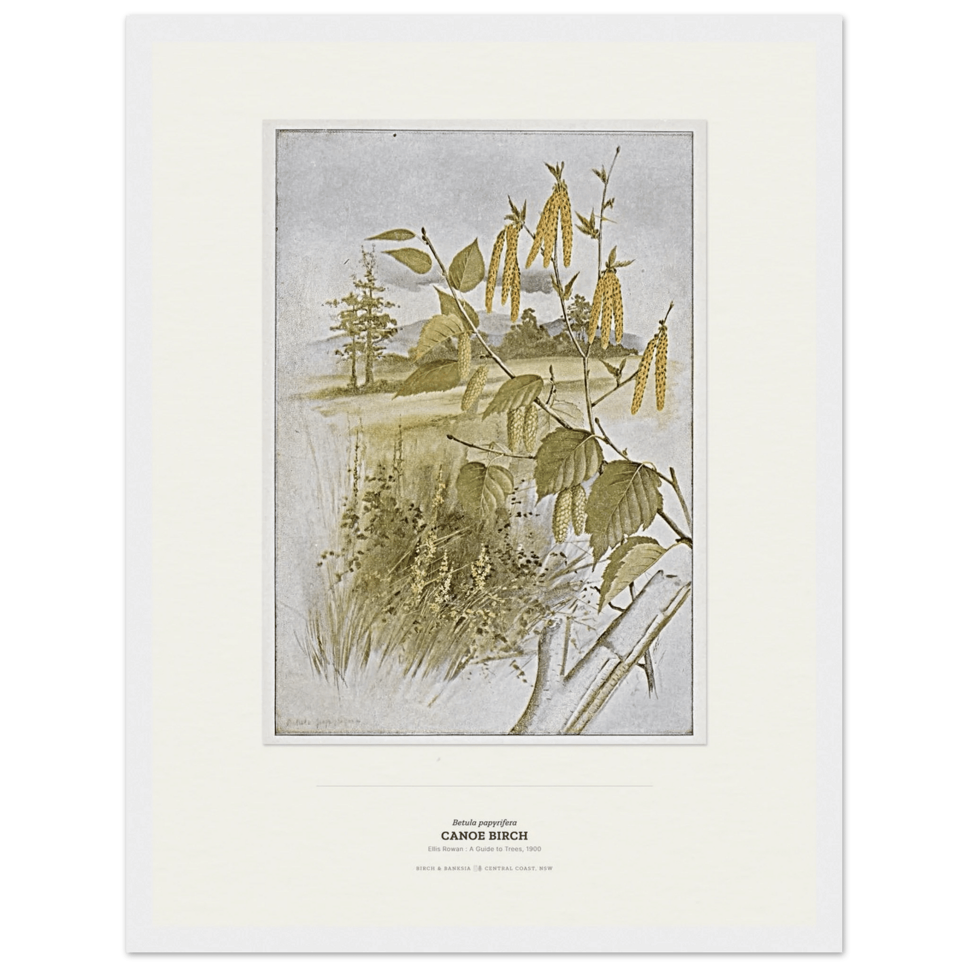 Canoe Birch Botanical Art Print - Birch & Banksia