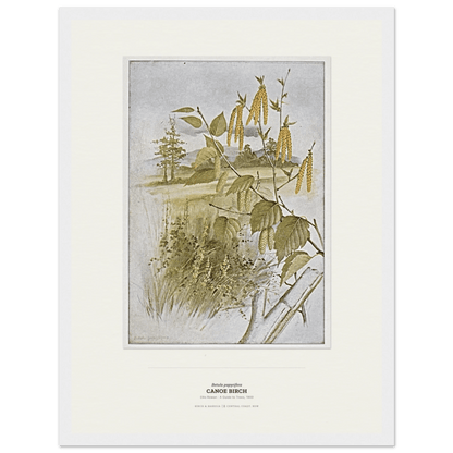 Canoe Birch Botanical Art Print - Birch & Banksia