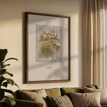 Canoe Birch Botanical Art Print - Birch & Banksia
