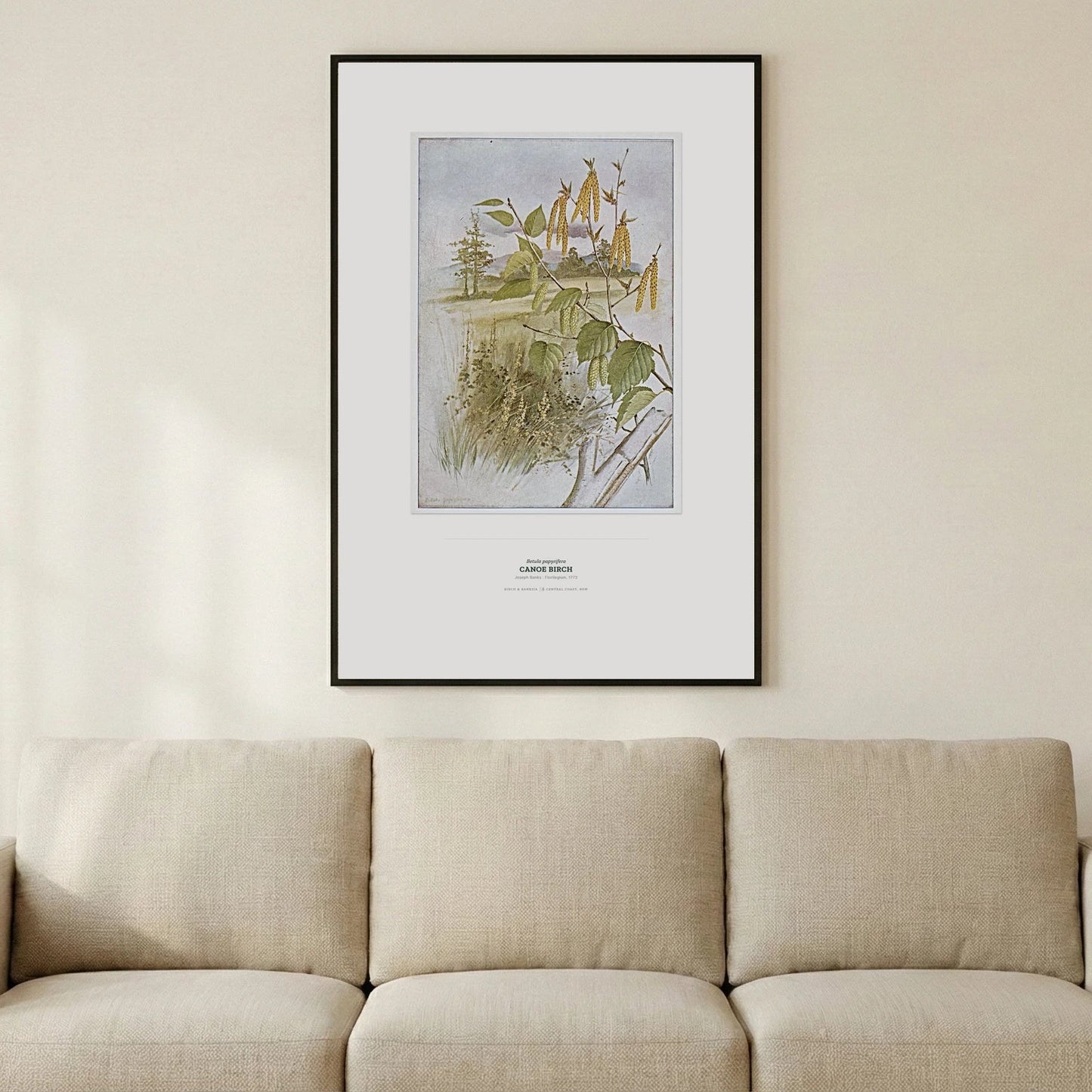 Canoe Birch Botanical Art Print - Birch & Banksia