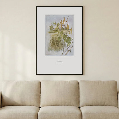 Canoe Birch Botanical Art Print - Birch & Banksia