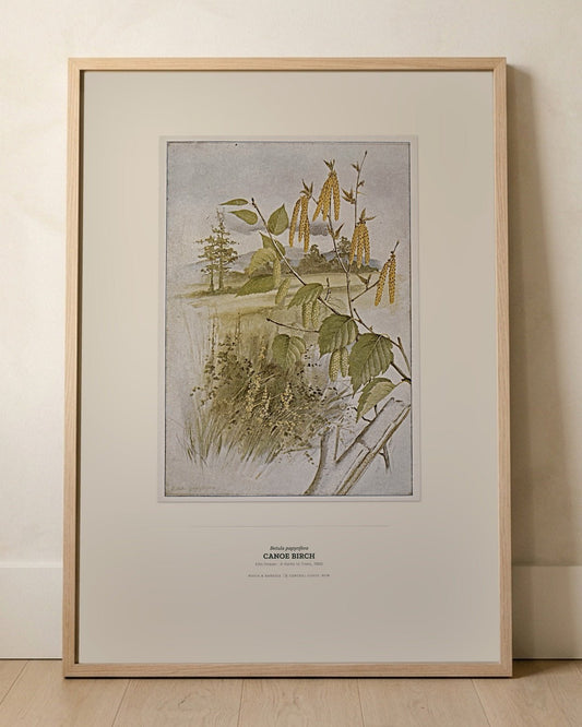 Canoe Birch Botanical Art Print - Birch & Banksia