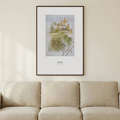 Canoe Birch Botanical Art Print - Birch & Banksia