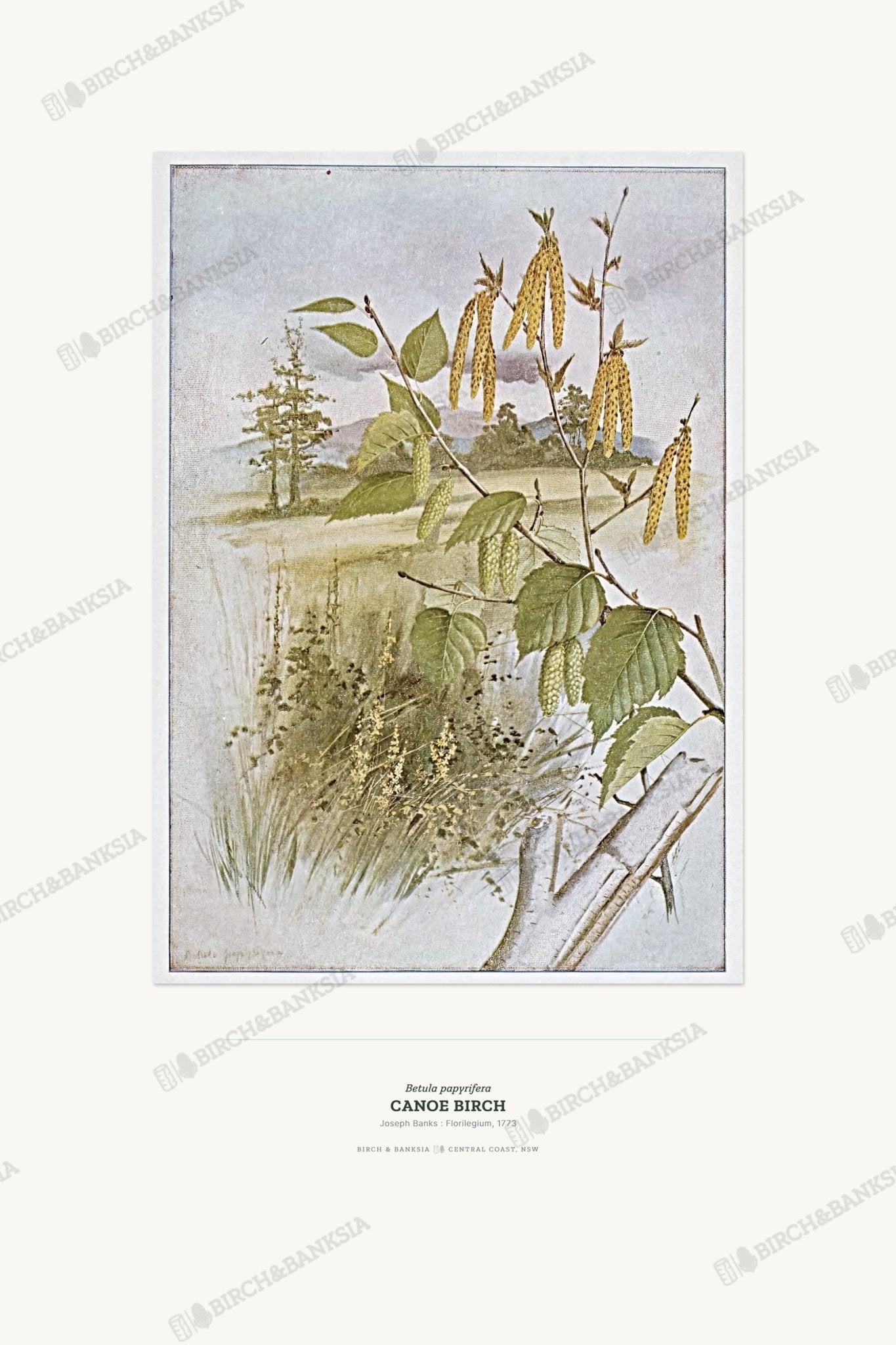 Canoe Birch Botanical Art Print - Birch & Banksia
