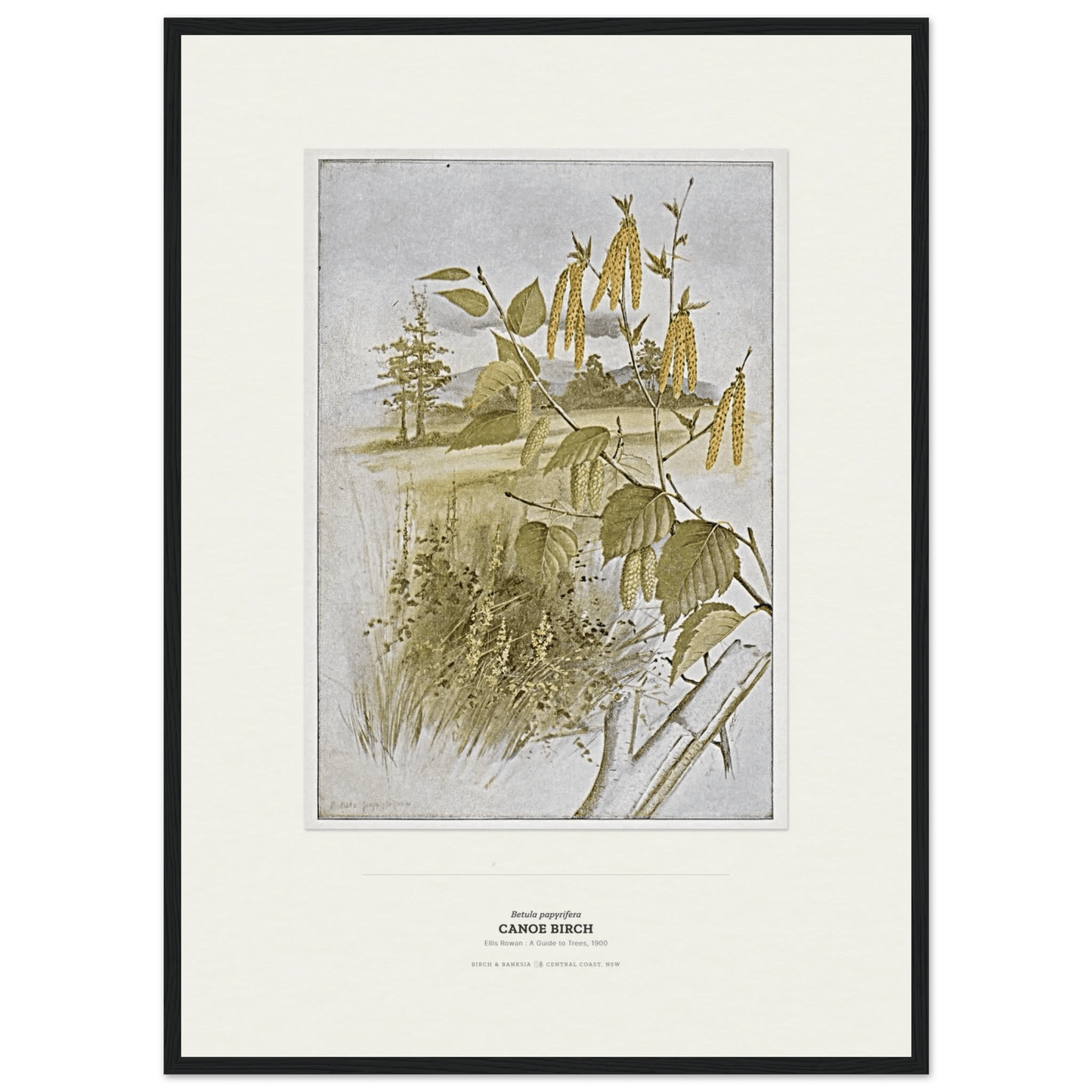 Canoe Birch Botanical Art Print - Birch & Banksia