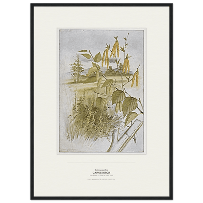 Canoe Birch Botanical Art Print - Birch & Banksia