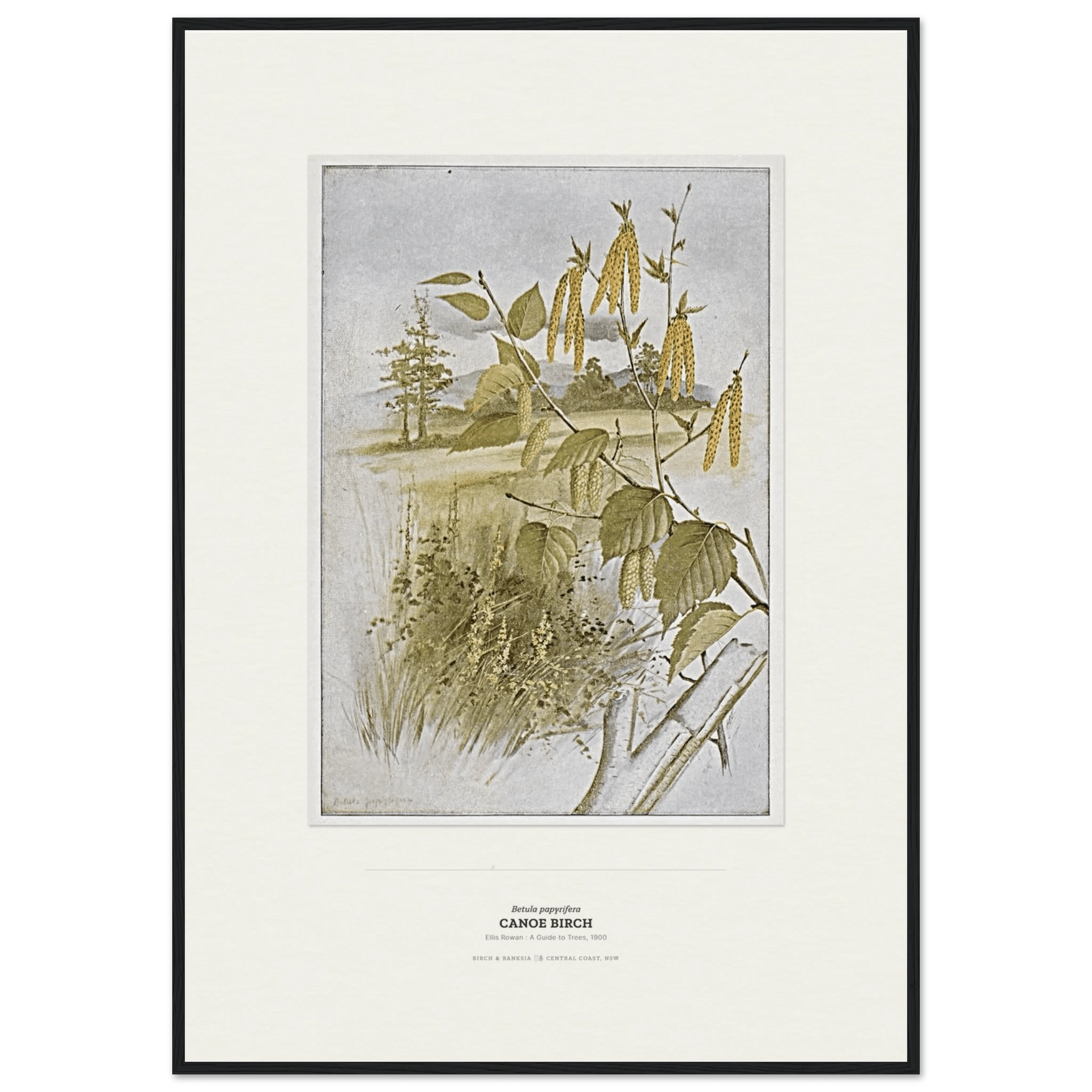 Canoe Birch Botanical Art Print - Birch & Banksia