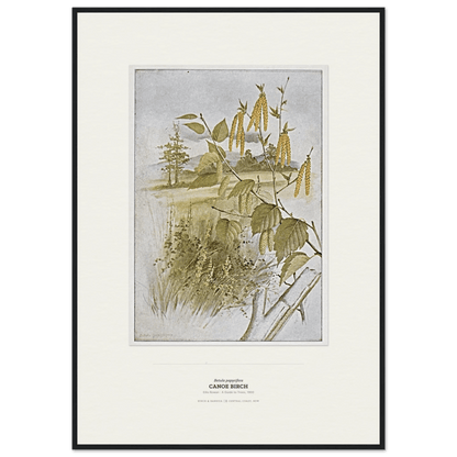 Canoe Birch Botanical Art Print - Birch & Banksia