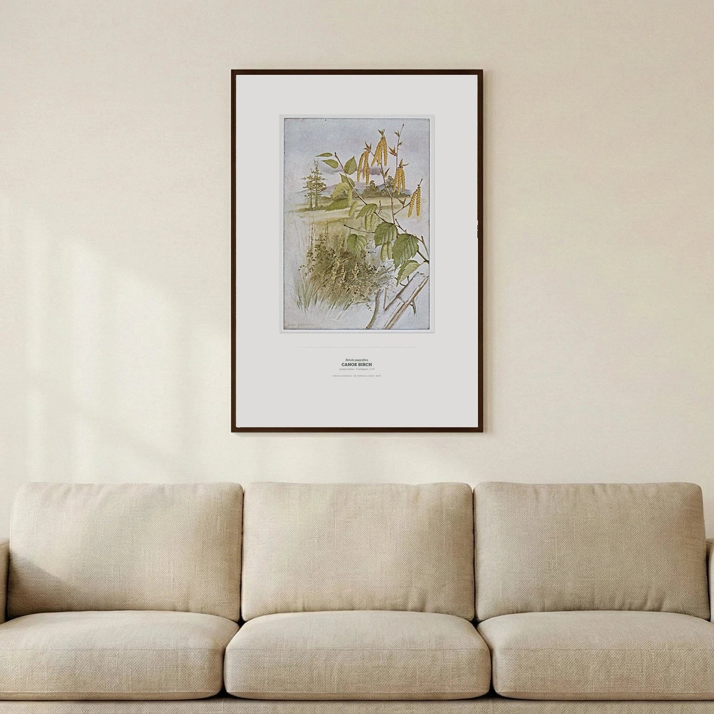 Canoe Birch Botanical Art Print - Birch & Banksia