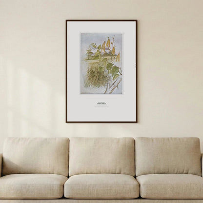 Canoe Birch Botanical Art Print - Birch & Banksia
