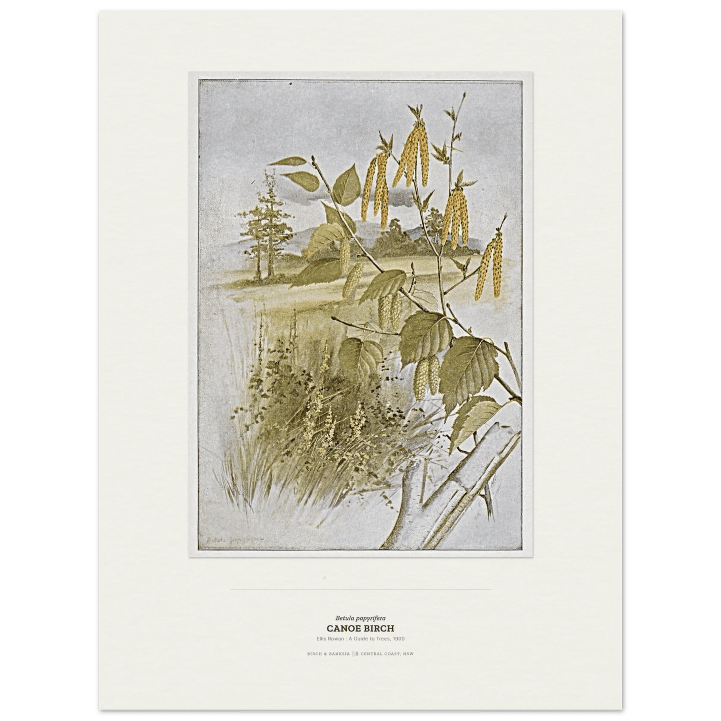 Canoe Birch Botanical Art Print - Birch & Banksia