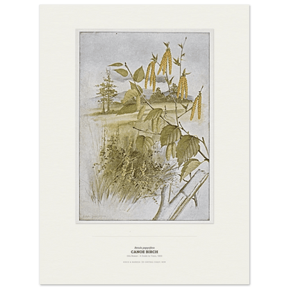 Canoe Birch Botanical Art Print - Birch & Banksia