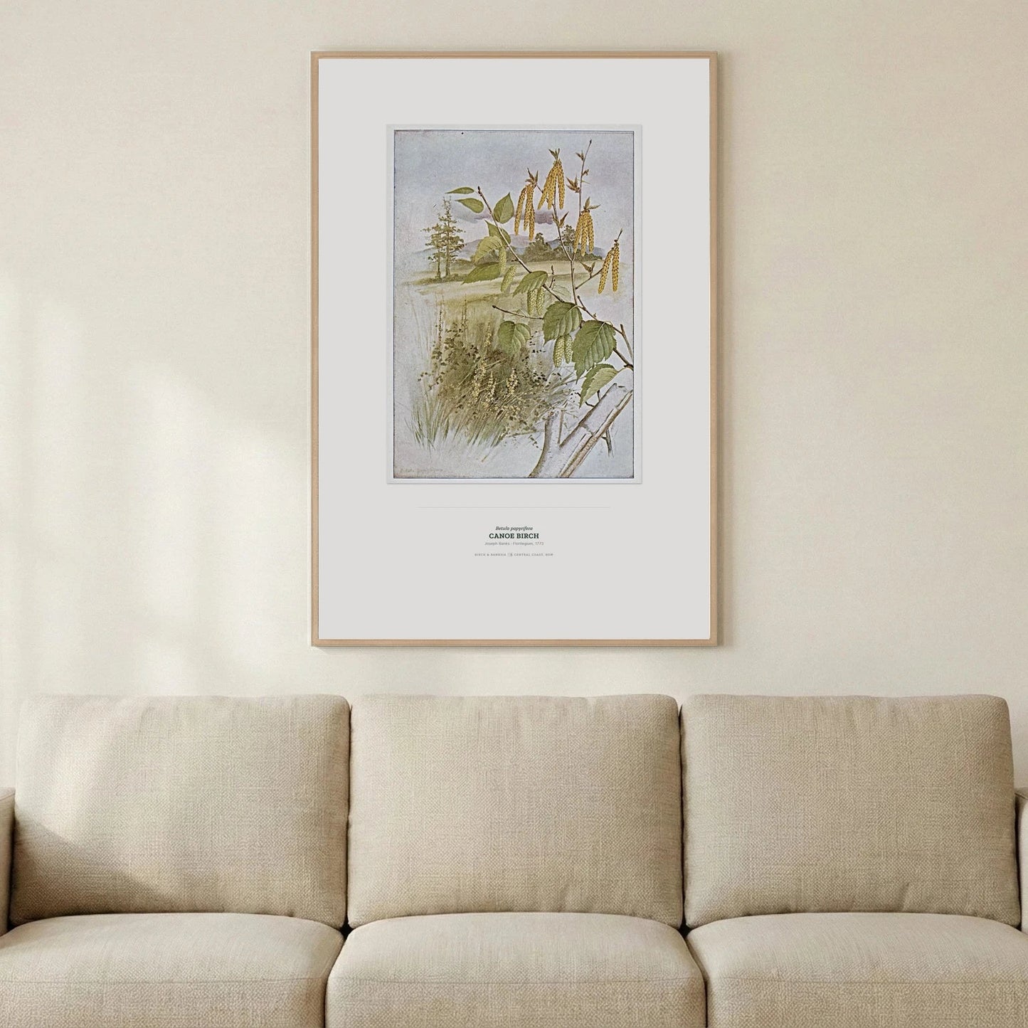 Canoe Birch Botanical Art Print - Birch & Banksia