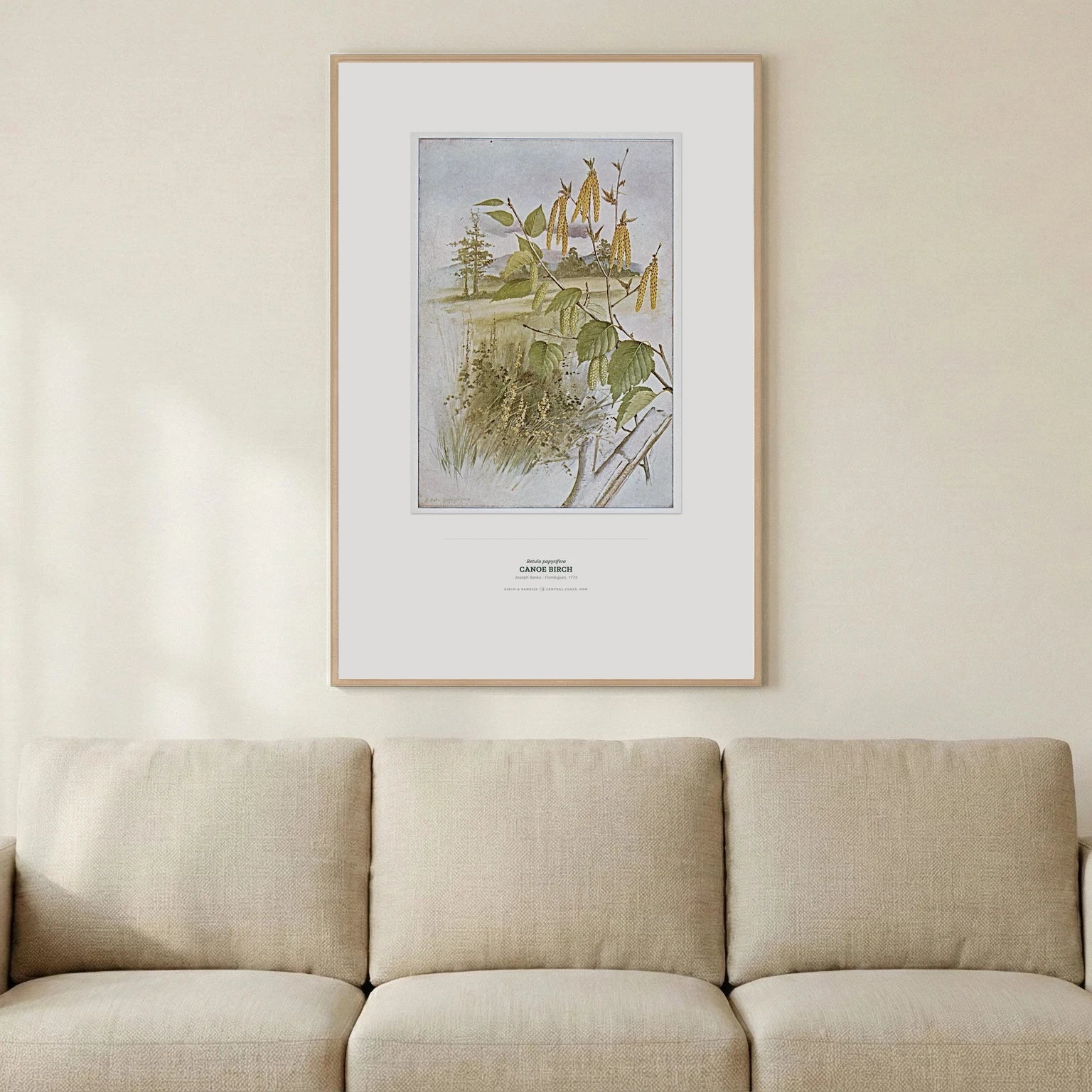 Canoe Birch Botanical Art Print - Birch & Banksia