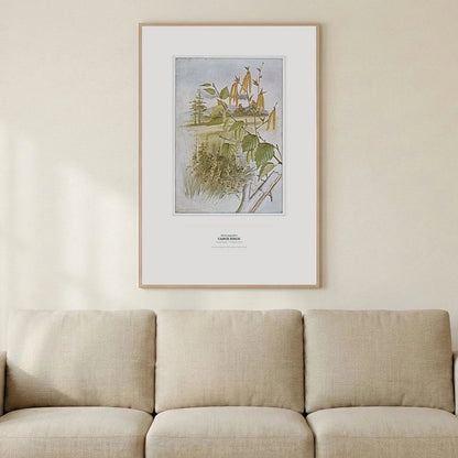 Canoe Birch Botanical Art Print - Birch & Banksia