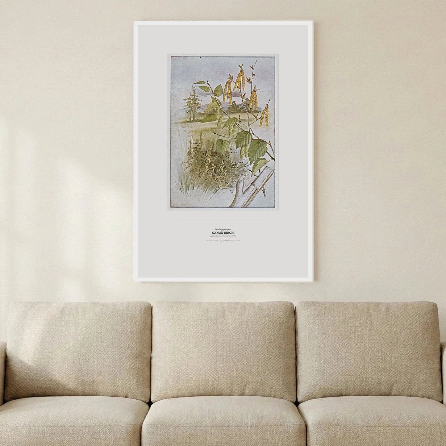 Canoe Birch Botanical Art Print - Birch & Banksia