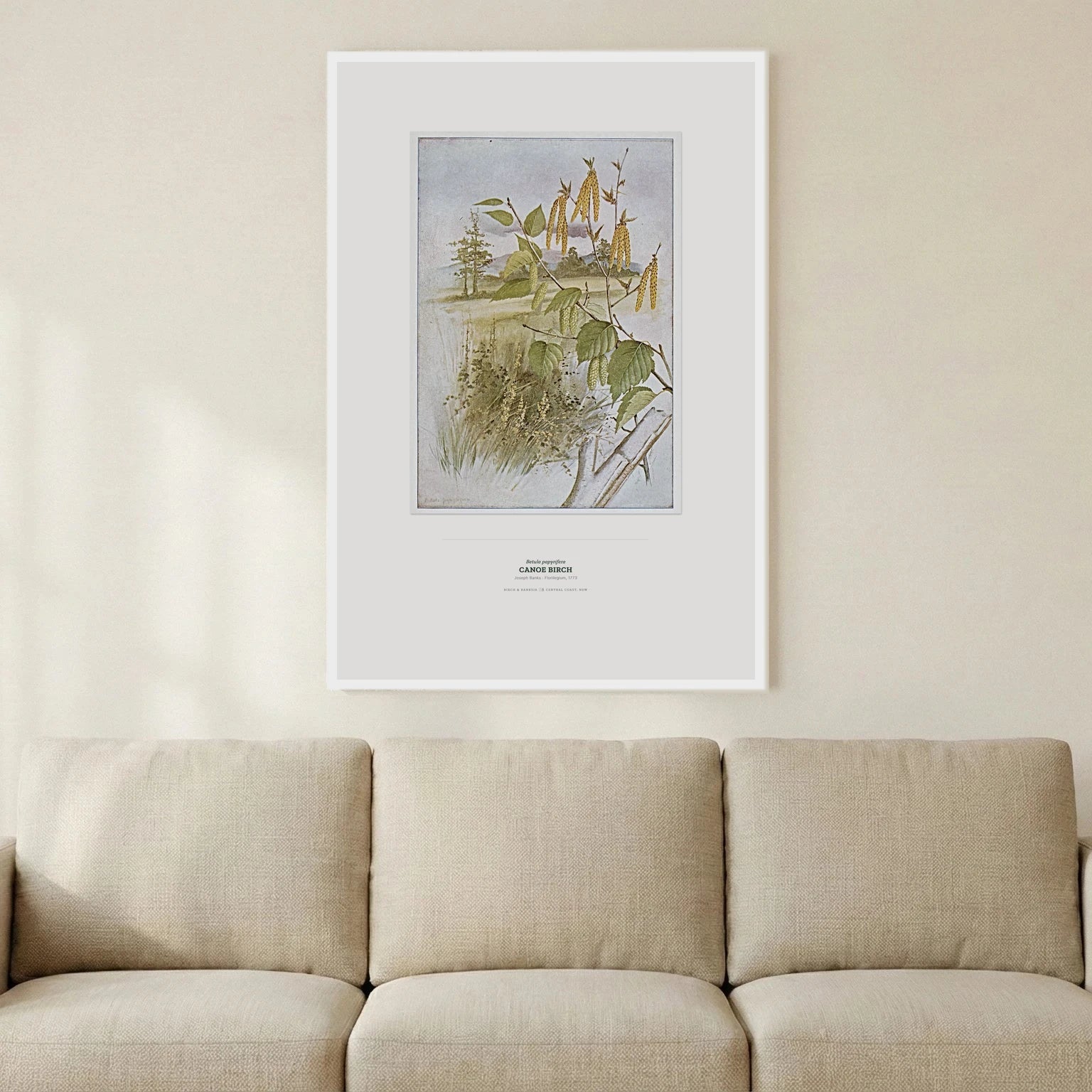 Canoe Birch Botanical Art Print - Birch & Banksia