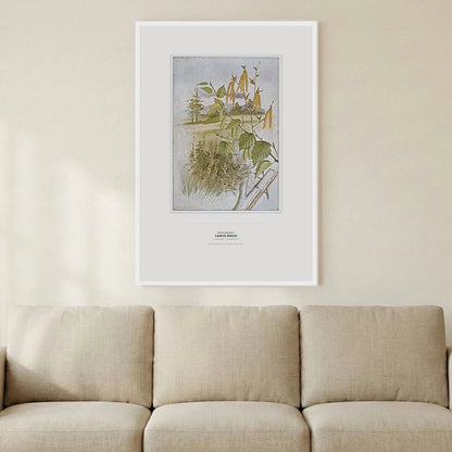 Canoe Birch Botanical Art Print - Birch & Banksia
