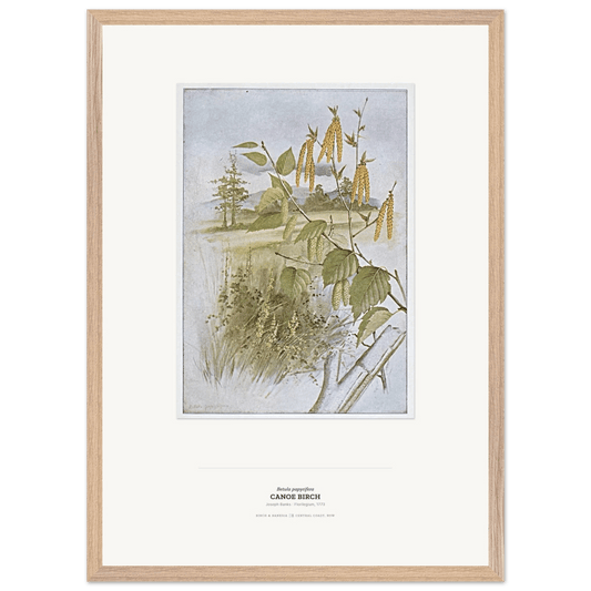 Canoe BIrch Wooden Framed Botanical Art Print - Birch & Banksia