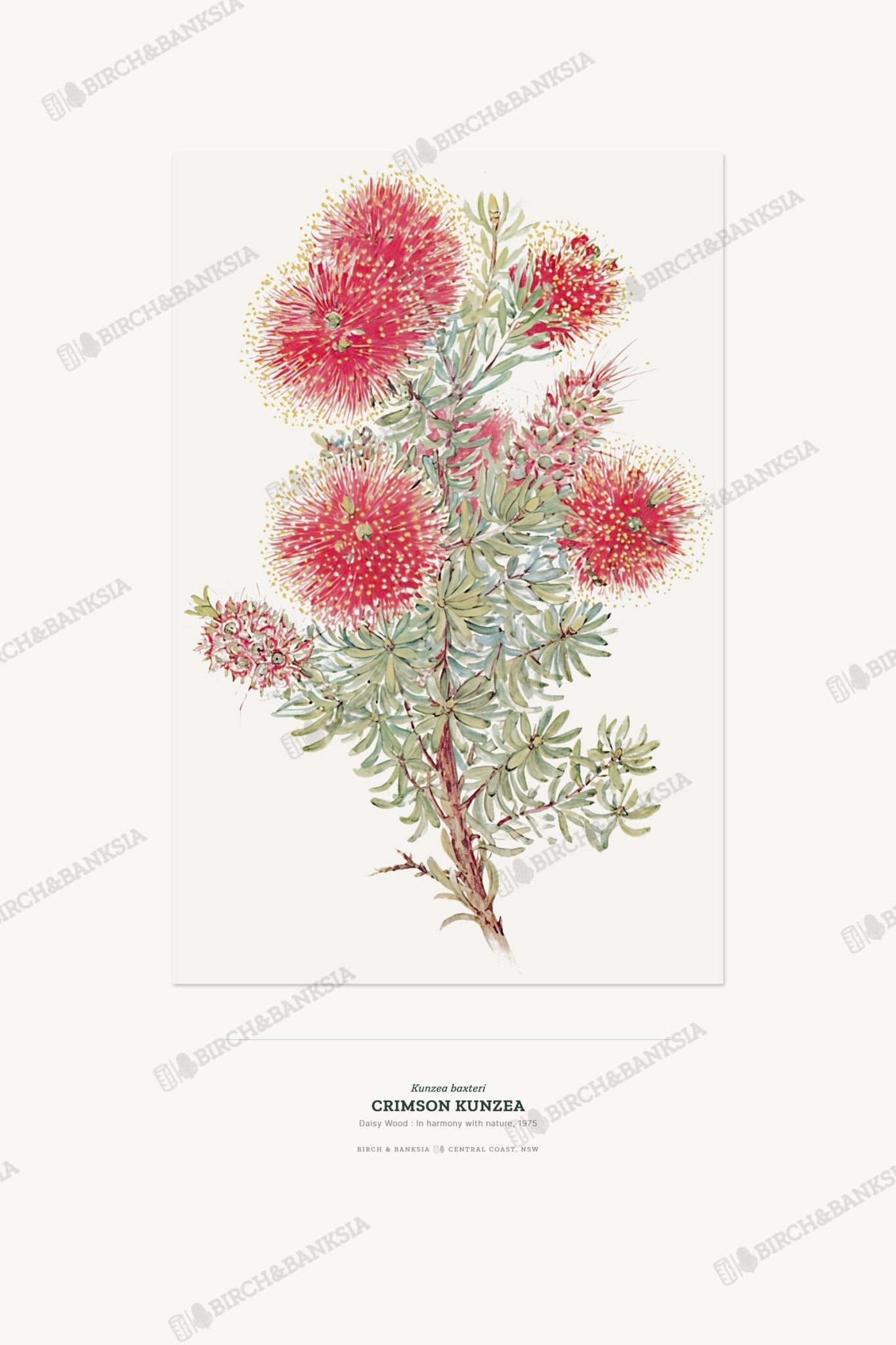 Crimson Kunzea Botanical Art Print - Birch & Banksia