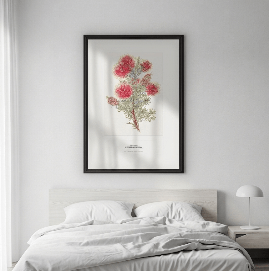 Crimson Kunzea Botanical Art Print - Birch & Banksia
