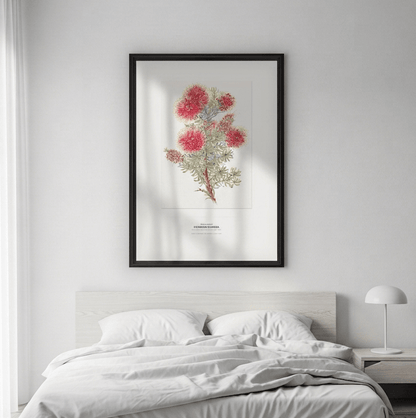 Crimson Kunzea Botanical Art Print - Birch & Banksia