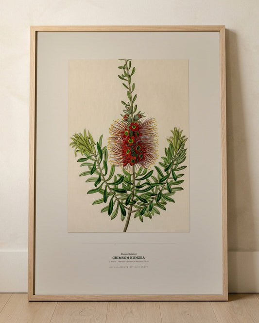 Crimson Kunzea Botanical Art Print - Birch & Banksia
