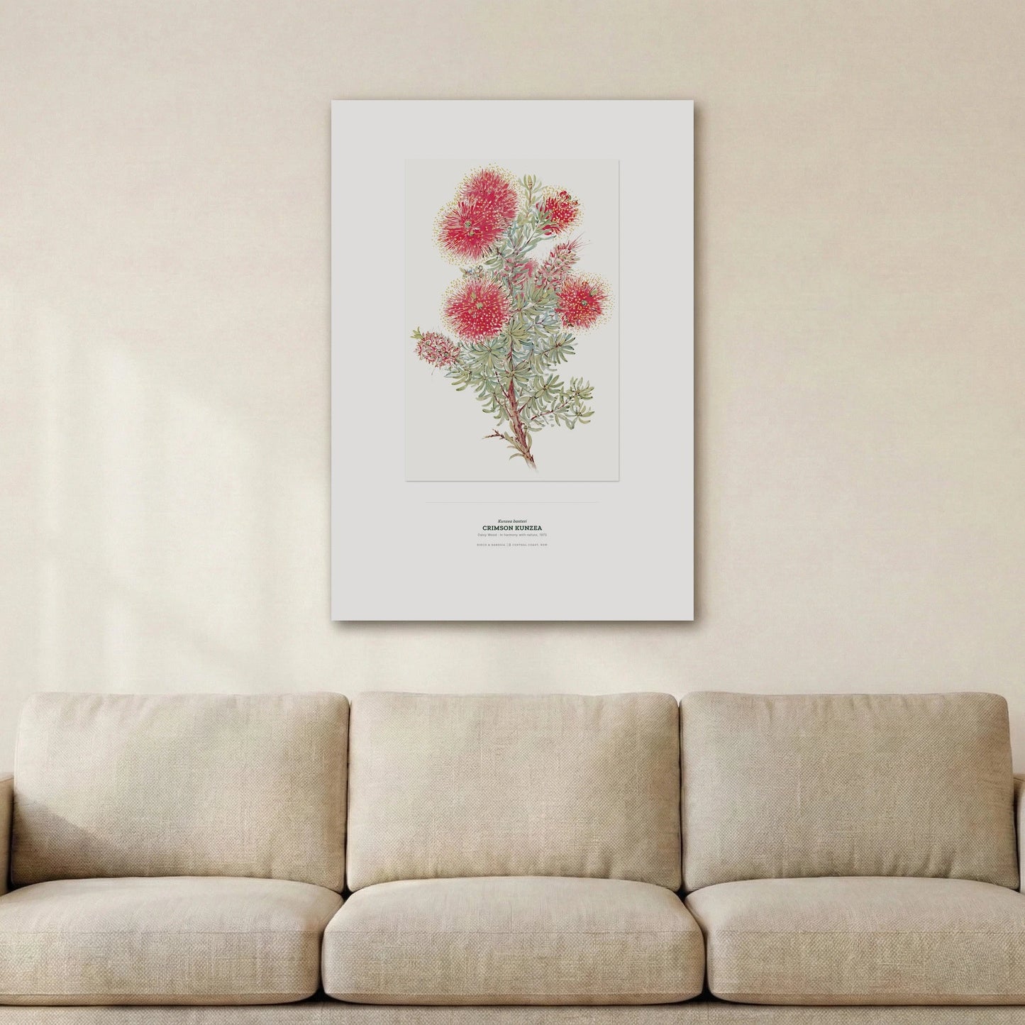 Crimson Kunzea Botanical Art Print - Birch & Banksia