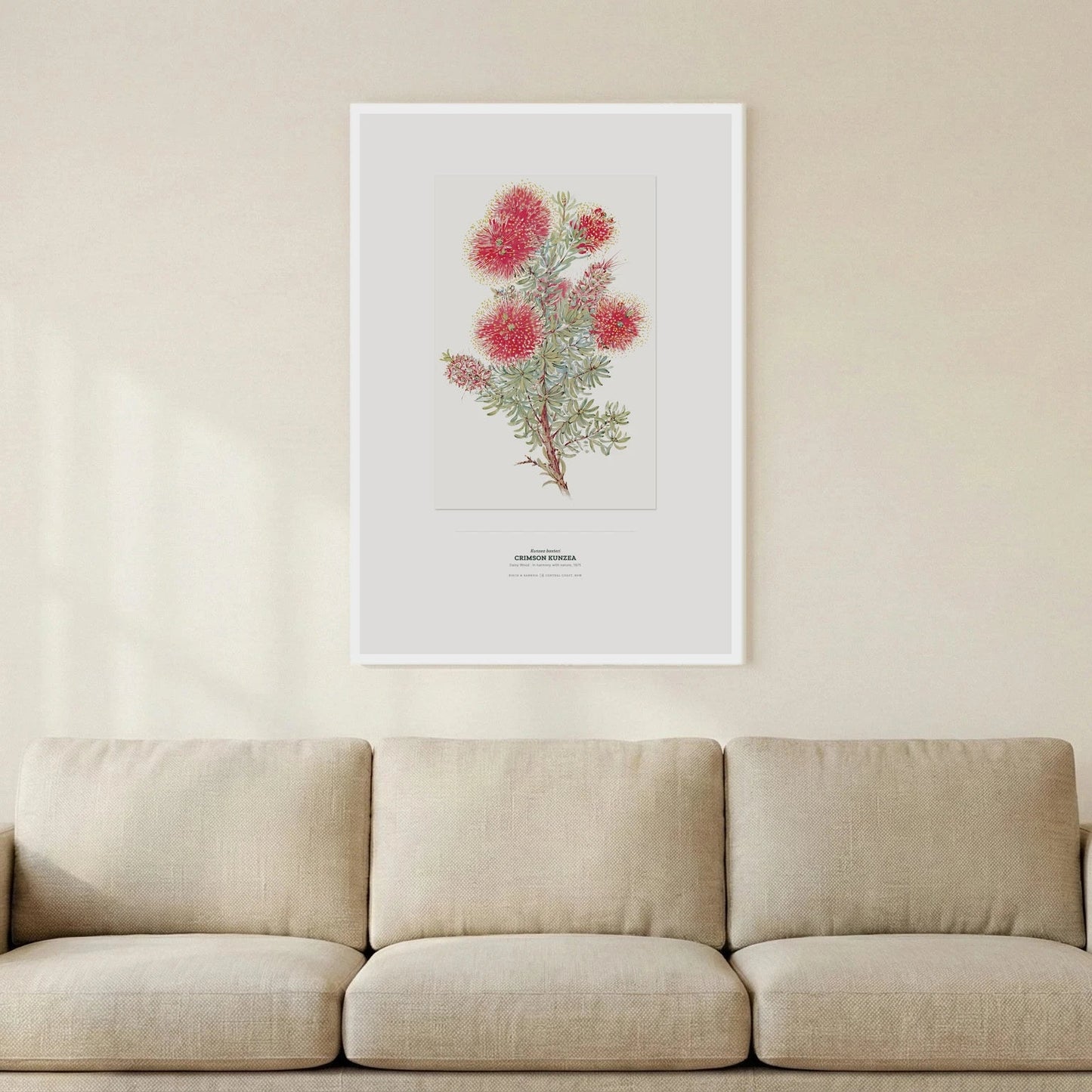 Crimson Kunzea Botanical Art Print - Birch & Banksia