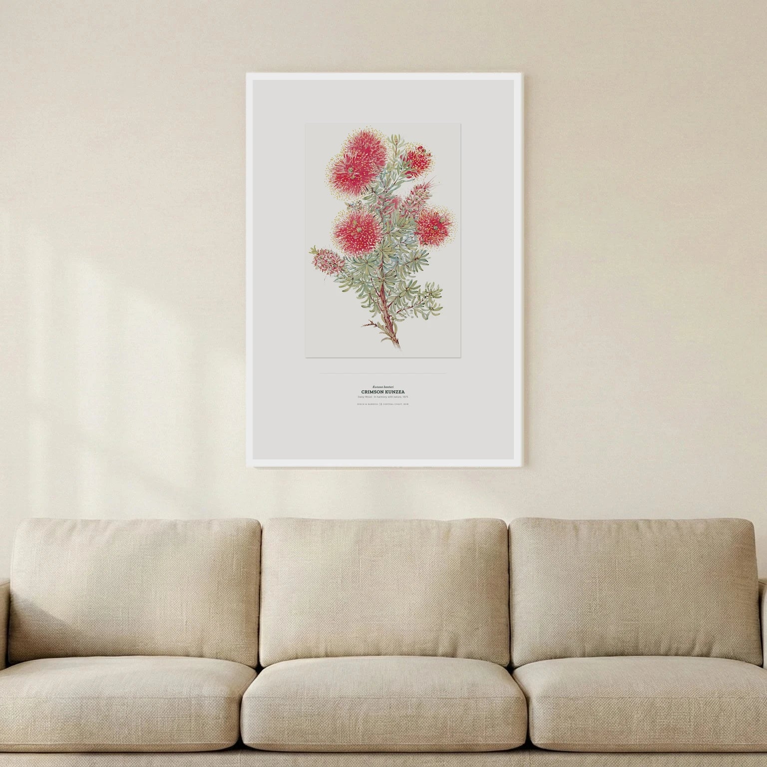 Crimson Kunzea Botanical Art Print - Birch & Banksia