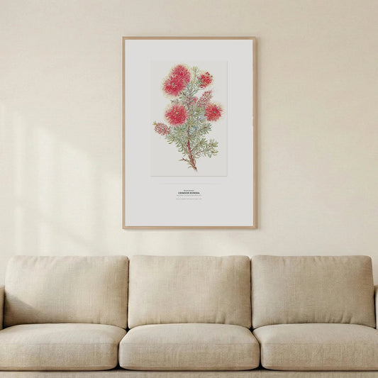 Crimson Kunzea Botanical Art Print - Birch & Banksia