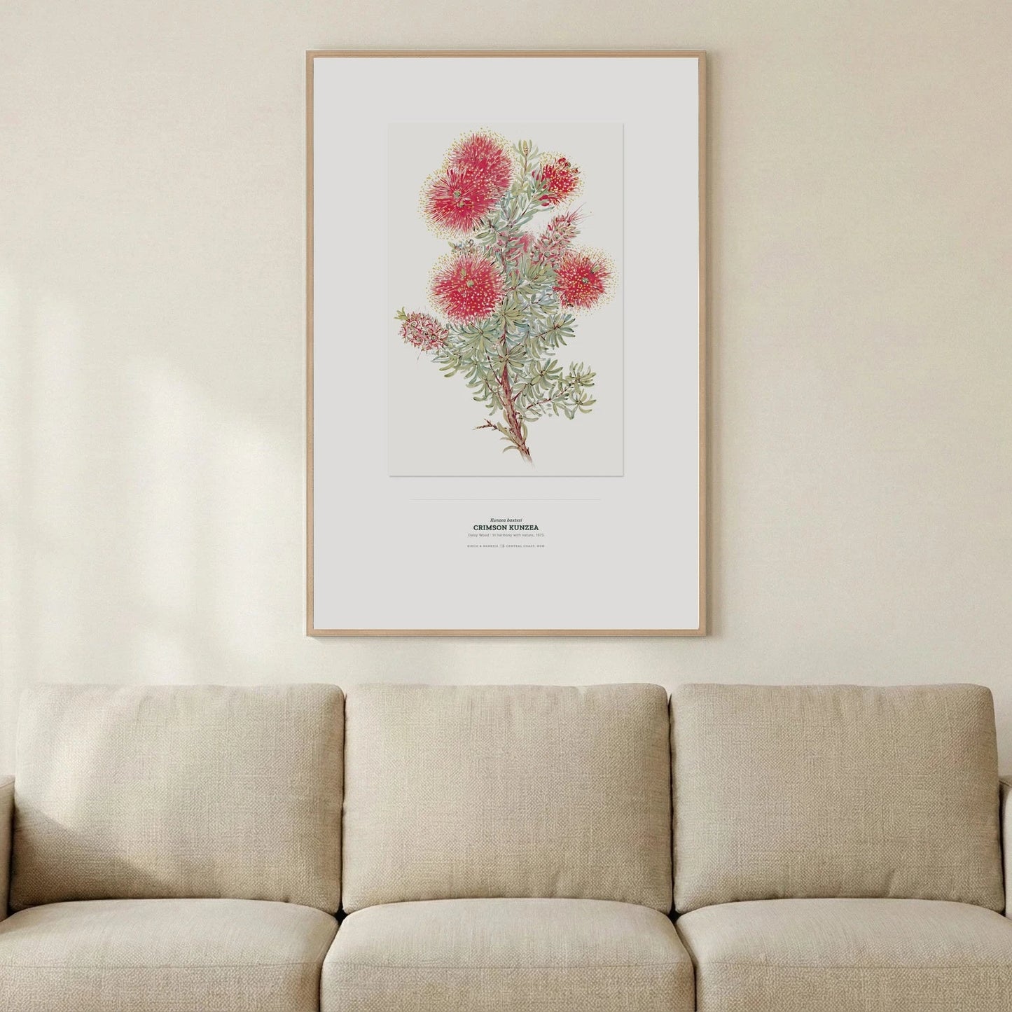 Crimson Kunzea Botanical Art Print - Birch & Banksia