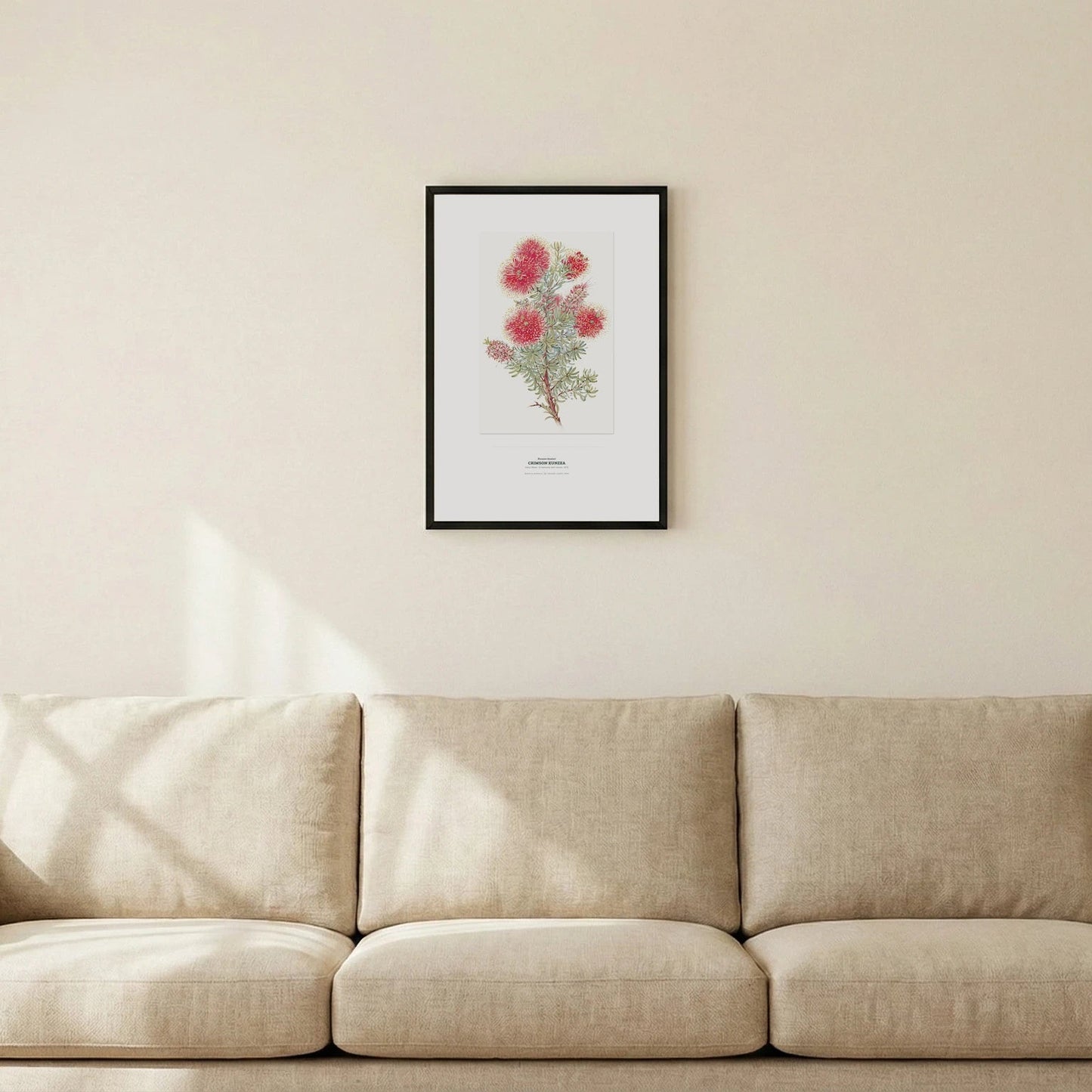 Crimson Kunzea Botanical Art Print - Birch & Banksia