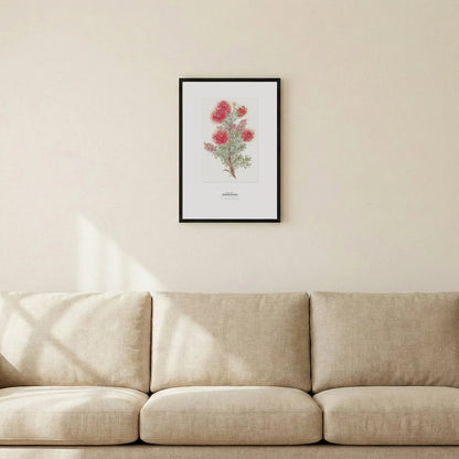 Crimson Kunzea Botanical Art Print - Birch & Banksia