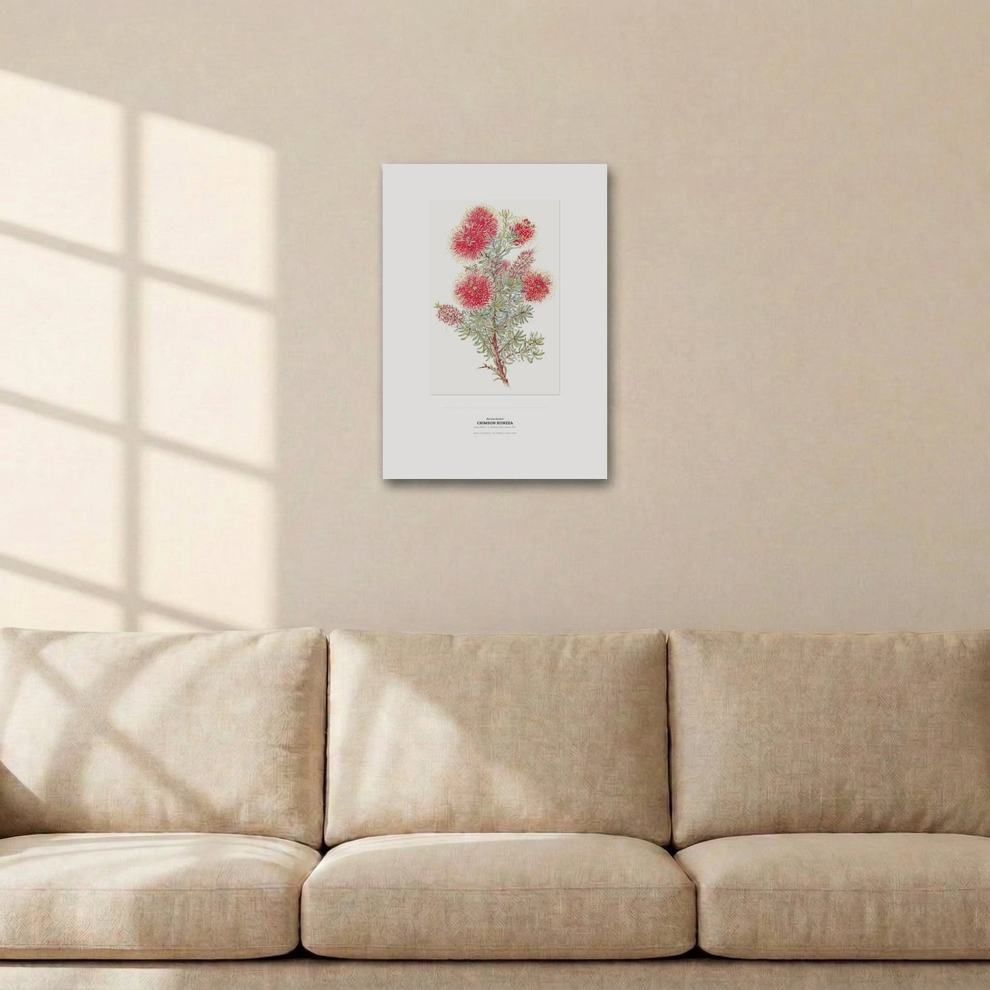 Crimson Kunzea Botanical Art Print - Birch & Banksia
