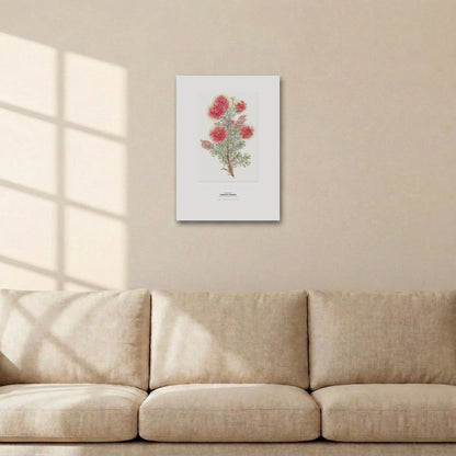 Crimson Kunzea Botanical Art Print - Birch & Banksia