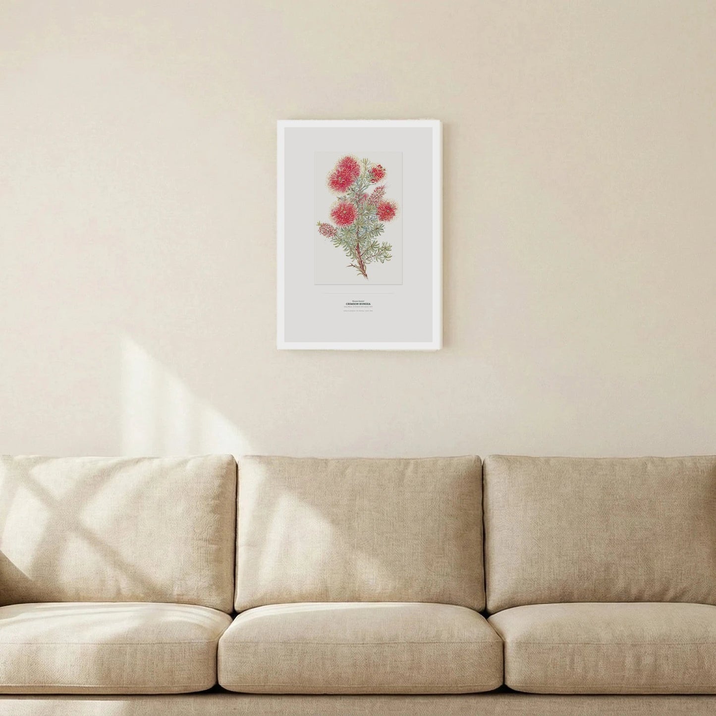 Crimson Kunzea Botanical Art Print - Birch & Banksia