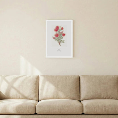 Crimson Kunzea Botanical Art Print - Birch & Banksia